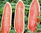 Melone - Wassermelone Jubilee - Gewicht: 10-20kg - 10 Samen