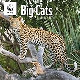 Carousel Worldwide, WWF Big Cats Wandkalender 2026, quadratisch