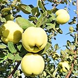 quittenbaum samen indoor garten pflanzen steingartenpflanzen winterhart,...
