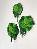 Island Ranke Moosbild Hexagon Sechseck Islandmoos & Ballenmoos...
