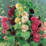 Neue frische 90 Stück Malve Alcea rosea Blumensamen