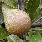 Köstliche von Charneux Birne Birnenbaum Herbstbirne kleinbleibend sehr...