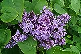 Gemeiner Flieder Wildflieder Syringa Vulgaris violette Blüte 40-60 cm hoch