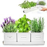 Green Thumbz 3 STK. Kräutertopf - Kräutertöpfe für Deinen...
