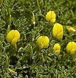 Hauhechel - großer Topf - Ononis natrix