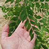 curryblätter frisch samen, Curry Leaves Plant seeds, pflanzensamen,...