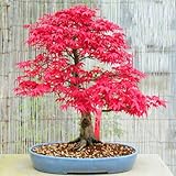 20 Red Japanischer Ahorn-Samen Acer palmatum Atropurpureum Bonsai Ahorn