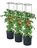PAFEN 3X Tomatenpflanze Pflanzkübel - 295 x 1152 mm - Tomato Grower...