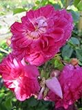 Kletterrose Alexandre Girault® - Rosa Alexandre Girault® - dunkelrosa -...
