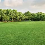 Rasensamen, zoysia grassamen ZoysiaSamen, Rasensaat, gartenpflanzen...