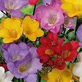 Bloomique – 50er-Mix – Freesien-Mix – Farbmischung – Blumenzwiebeln...
