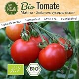 Little Plants BIO Tomaten Samen 10 Tomatensamen Matina Gemüsesamen für...