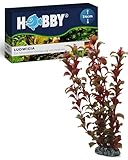 HOBBY Aquaristik Ludwigia I 34 cm I künstliche Aquarienpflanze I...