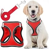 Hundegeschirr mit Leine – Medium, Rover Red – weich gepolstertes und...