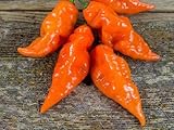 Habanada Süße Chili 5+ Samen - Saatgut - Seeds - Süße - SWEET HABANERO!...