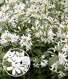 BALDUR Garten Immergrüne Duftblüten-Hecke 'Osmanthus',1 Pflanze,...