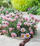 3 x BALDUR Garten Winterharter Bodendecker Afrikanisches Ringkörbchen, 3...