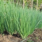 schnittlauch bio - balkon alte sorten hochbeete für garten bodendecker...