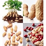 Damaichuhai 100 Sorgfältig Ausgewählte Erdnusssamen, Geeignet Für Die...