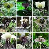 Schwarze Fledermausblume Samen, alte sorten saatgut Tacca chantrieri,...