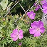 350 pcs Storchschnabel Samen - Geranium wilfordii flowers hochbeett deko...