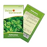 Pfefferminze Mehrjährig Samen - Mentha piperita - Pfefferminzesamen -...