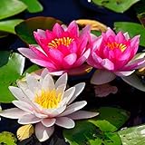 Lotus, RaritäT Mehrfarbige, SeerosenRhizome, Dauerblüher, Mehrfarbig...