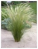 3 x Stipa tenuissima 'Pony Tails' 1 Liter Topf...