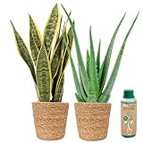 vdvelde.com - Ecoworld Aloe vera planze und Bogenhanf Sansevieria...