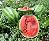 Wassermelone Florida Giant - Gewicht: 20-45kg - Der Riese unter den...