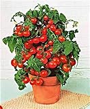New Fresh 25pcs Semillas de hortalizas de tomate de campana roja:Seeds Only