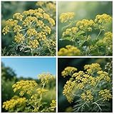 QuWanSU 2000+ Dill Samen, einjährig, kompakt & bestäuberfreundlich,...