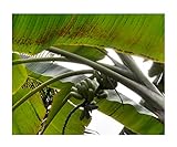 ★★ Essbare Blaue Banane ★★ -musa itinerans- 10 Samen -Winterhart...