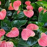 100 pcs Anthurium Pflanze Samen - exotische zimmerpflanzen, luftreinigende...