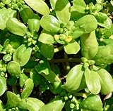 1500 Samen Sommer Portulak Portulaca sativa Postelein Wildgemüse