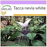 SAFLAX - Nepalesische Riesen - Fledermausblume - 10 Samen - Tacca nevia...