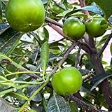 kakibaum winterharte fruchtpflanzen samen, obstbäume kaufen ostergeschenke...