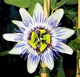 Passionsblume Maracuja Passiflora edulis essbare Früchte 5 Samen