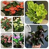 30 pcs Anthurium Samen - zimmerbonsai bonsai Anthurium Clarinervium -...