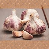 FLORTUS – Winterpflanzknoblauch Germidour 3 Knollen zertifiziertes...