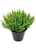 italienischer XXL Thymian- Pflanze (Thymus vulgaris) Freilandpflanzen im 14...
