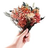 Getrocknete Blumen,Trockenblumen Zum Basteln Mini Trockenblumen...