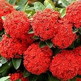 Red : Bonsai seedSeed Hydrangea Hydrangea'S flower Seeds. Garden Beauty And...