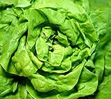 Salat für das ganze Jahr - Kopfsalat All Year Round Butterhead - Salate -...