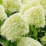 GardenersDream Hortensie Limelight - Limettenfarbene Rispenhortensie...