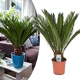 Happy Plants Cycas revoluta Palmfarn I 45 cm x ⌀ 12 cm, Zimmerpflanzen...