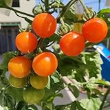 tomatensamen alte sorten - tomatenpflanzen - gemüsebeet winterharte...