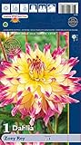 Dahlienknolle : Dahlia - Dahlie ' Zoey Rey ' 1 Knolle/Rhizom