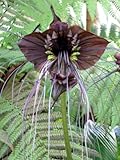 30 Samen Schwarze Fledermausblume'Black-Bat-Flower' - Tacca chantrieri...