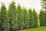 50 Thuja Brabant 120-150cm XXL ohne Ballen gemessen frisch vom Feld |...